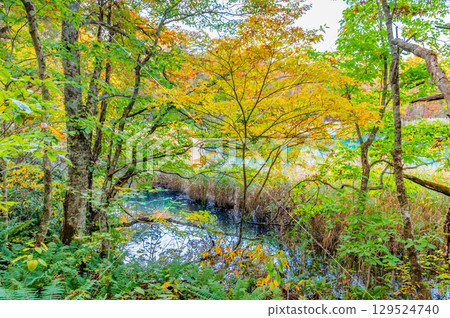 Fukushima, Urabandai: Lake Goshikinuma and Bentennuma, dyed in autumn leaves Fukushima, Urabandai: Lake Goshikinuma and Bentennuma, dyed in autumn leaves 129524740
