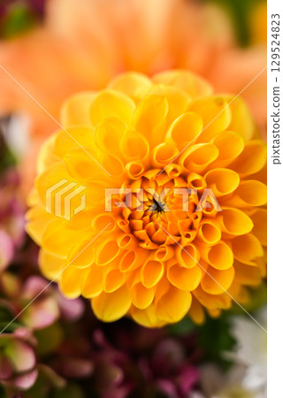 Autumn garden colorful flowers. Beautiful autumnal bouquet dahlia chrysanthemum. Red pink orange fall color fall floral background. Flower shop and florist design concept 129524823