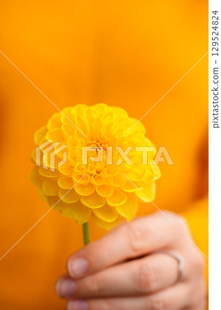 Woman in yellow sweater showing into camera yellow dahlia Selective focus Bush of autumnal orange red chrysanthemums and violet dahlia hydrangea. Fall garden beautiful flowers bouquet background 129524824
