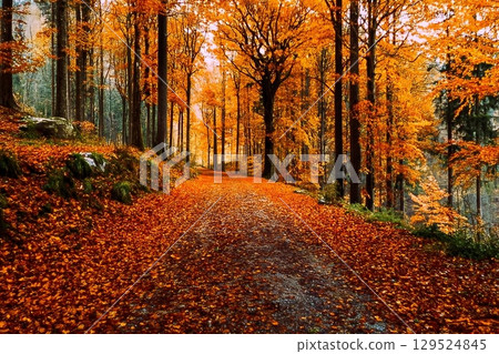 Autumn forest road in autumn leaves background 129524845