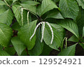 Taiwan Futari Shizuka is a cute Taiwanese plant with three drooping white flower spikes native to Taiwan. 129524921