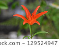 The Korean lily is a beautiful plant with bright orange flowers found in Northeast Asia. 129524947