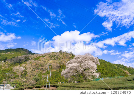 Mizume Sakura, Ushidai, a 300-year-old cherry tree in a tea field in Kawane-cho, Shimada City, Shizuoka Prefecture 129524970