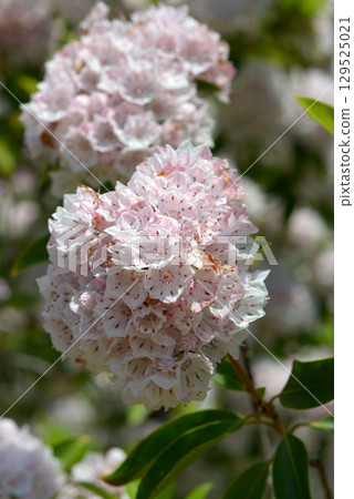 American rhododendron 129525021