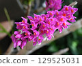 Dendrobium secundum, a plant found in Southeast Asia with beautiful pink flower inflorescences 129525031