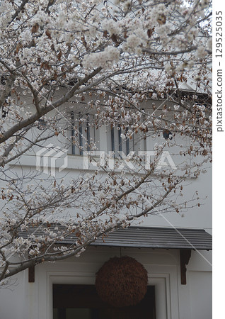 Sugidama, sake brewery The entrance to a long-established sake brewery, decorated with cedar balls on the eaves - a springtime sight 129525035