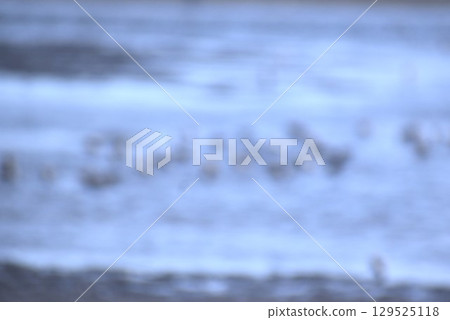 淺灘覓食水禽背景資料（二） 129525118