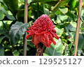 Torch ginger is found in India and Southeast Asia and has beautiful inflorescences of red, pine-cone-like bracts. 129525127