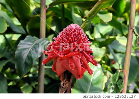 Torch ginger is found in India and Southeast Asia and has beautiful inflorescences of red, pine-cone-like bracts. Torch ginger is found in India and Southeast Asia and has beautiful inflorescences of red, pine-cone-like bracts. 129525127