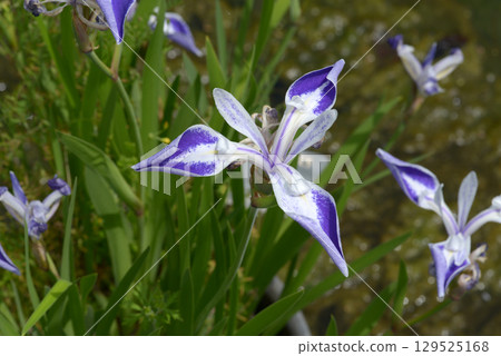 Iris and origami cranes Iris and origami cranes 129525168