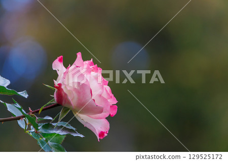 Beautiful pink roses Beautiful pink roses 129525172