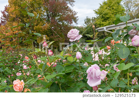 Rose garden - pink roses in full bloom Rose garden - pink roses in full bloom 129525173