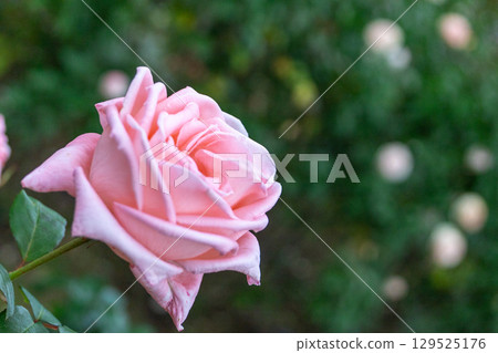玫瑰園——淡粉紅玫瑰 玫瑰園——淡粉紅玫瑰 129525176