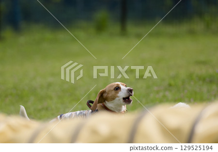 驚訝的小獵犬 驚訝的小獵犬 129525194