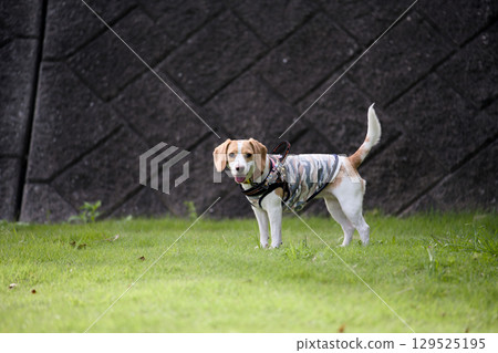 比格犬朝這邊看 129525195