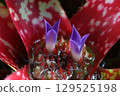 Neoregelia is a tropical American plant with beautiful purple flowers that bloom in a spike-like shape among variegated red leaves. 129525198