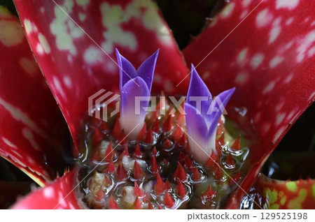 Neoregelia is a tropical American plant with beautiful purple flowers that bloom in a spike-like shape among variegated red leaves. Neoregelia is a tropical American plant with beautiful purple flowers that bloom in a spike-like shape among variegated red leaves. 129525198