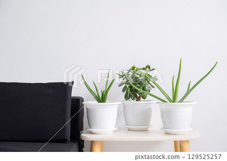 Three potted green house plants on beige table next to black sofa. Three potted green house plants on beige table next to black sofa. 129525257
