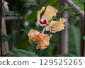 Hibiscus (Orange Flamingo) with beautiful orange petals and petal-like stamens 129525265