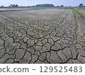稻田缺水 129525483