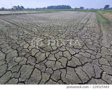 Paddy field of water shortage Paddy field of water shortage 129525483
