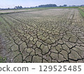 稻田缺水 129525485
