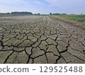 稻田缺水 129525488