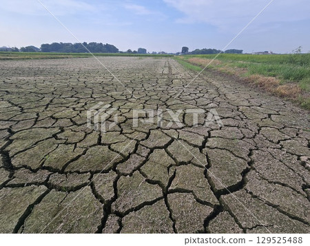 Paddy field of water shortage Paddy field of water shortage 129525488