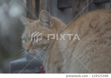 Cat's perspective / Cat's perspective (brown tabby cat, pet cat) 129525496