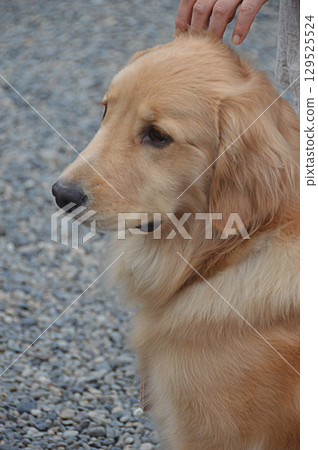 狗的視角 / 狗的視角（黃金獵犬，寵物狗） 129525524