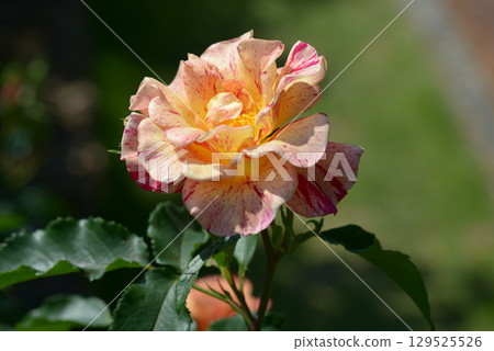 Edgardga rose flower 129525526