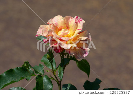 Edgardga rose flower Edgardga rose flower 129525527