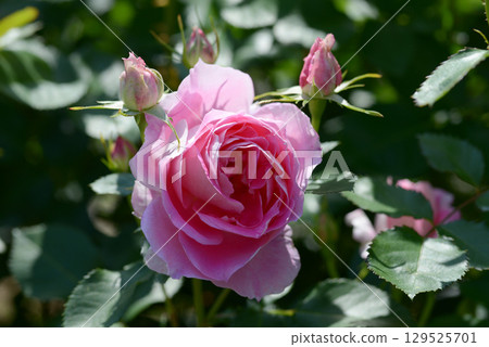 Carefree Wonder Rose 129525701