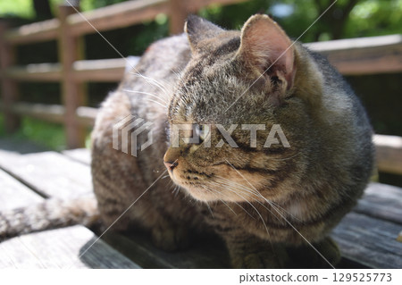 Cat's perspective / Cat's gaze, cat's gaze (brown tabby cat, dark brown cat, stray cat) 129525773