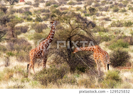 Reticulated Giraffe in the Samburu National Reserve Reticulated Giraffe in the Samburu National Reserve 129525832