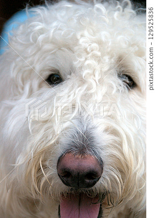 Dog's perspective / A dog's perspective (sheepdog, collie, pet dog) Dog's perspective / A dog's perspective (sheepdog, collie, pet dog) 129525836