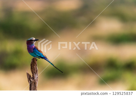 Lilac Breasted roller in Samburu Lilac Breasted roller in Samburu 129525837