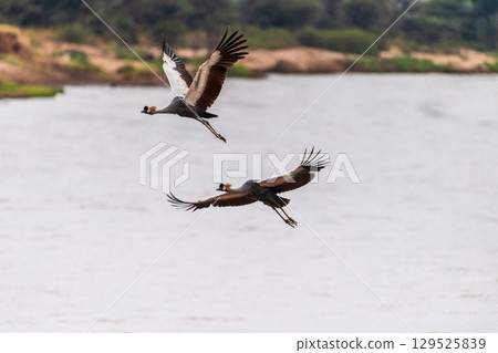 Grey crowned cranes in flight 129525839