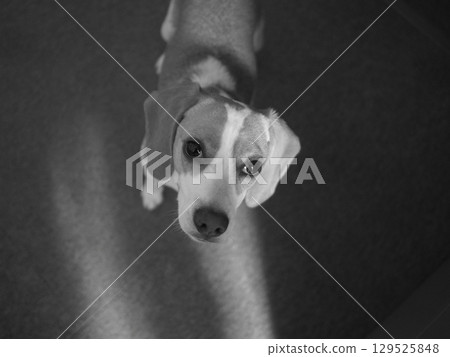 凝視狗單色 凝視狗單色 129525848