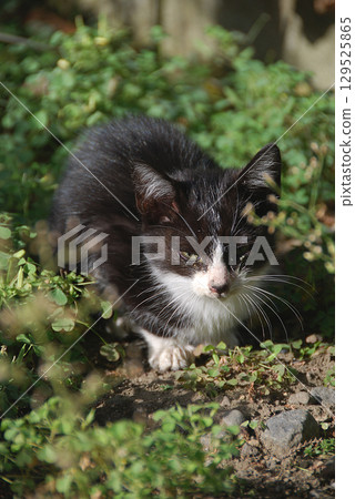 Cat's perspective / Cat's gaze, Cat's gaze (black cat, stray cat) Cat's perspective / Cat's gaze, Cat's gaze (black cat, stray cat) 129525865