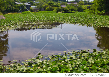 水葫蘆群落和紫薇花 129525886