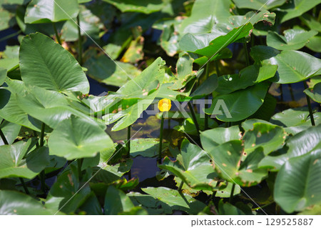 水葫蘆群落和紫薇花 129525887