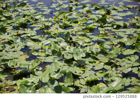 水葫蘆群落和紫薇花 129525888