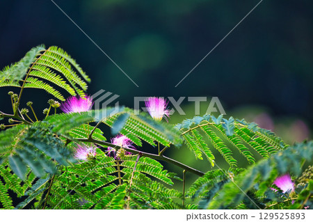 Water hyacinth colonies and crape myrtle flowers 129525893