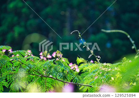 Water hyacinth colonies and crape myrtle flowers 129525894