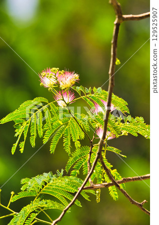 水葫蘆群落和紫薇花 129525907