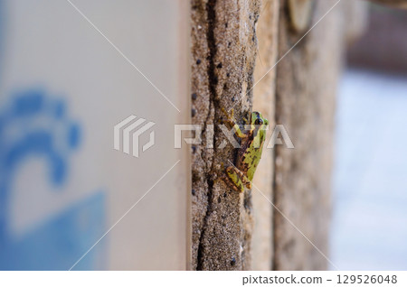 Frog climbing the wall 129526048