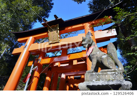 Torii gate and fox at Fushimi Inari Taisha Shrine 129526406