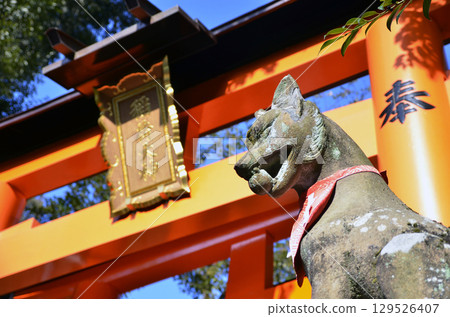 Torii gate and fox at Fushimi Inari Taisha Shrine 129526407