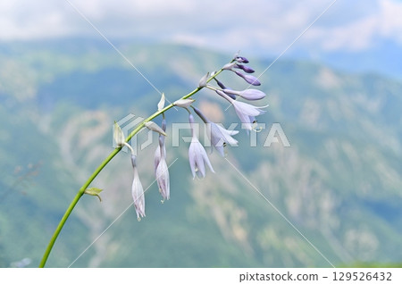 Namerugiboshi blooming in Jizo Cairn 129526432